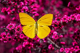 Farfalle come presagi: i loro colori e significati